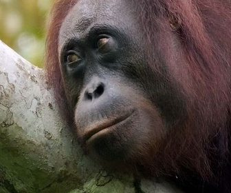 Replay Une lueur d'espoir pour la forêt tropicale - Des mains vertes pour la nature