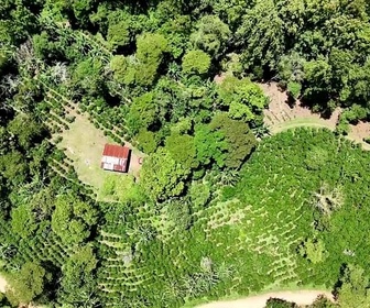 Replay ARTE Journal - Déforestation au Honduras : le pari de l'Union européenne