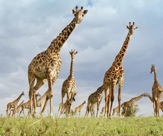 Replay Serengeti - 25/02/2026