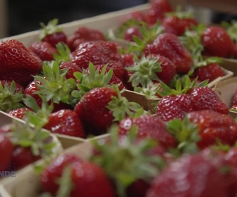 Replay Paysans du monde - Bretagne : Fraise