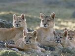Replay Pumas - Dynasties animales