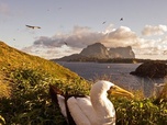 Replay Lord Howe, la renaissance de l'île-sanctuaire