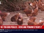 Replay BFM Première - Canicule: 700.000 poules sont mortes lors des vagues de chaleur, la pénurie d'œufs possible ?
