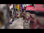 Replay En images : un élan curieux s'invite chez les pompiers d'Anchorage