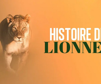 Replay Histoires de lionnes