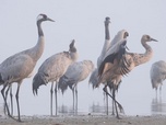 Replay La grue cendrée - Sur les ailes d'une géante