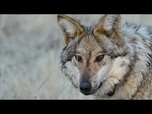 Replay Loups en Italie : sont-ils trop nombreux et comment cohabiter avec eux ?