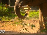 Replay Une saison au zoo - S12 E20