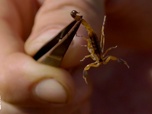 Replay Morsures et piqûres : le grand test - S1E8 - Poisson scorpion
