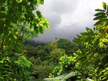 Replay La forêt tropicale humide du Costa Rica