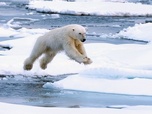 Replay L'ours polaire - Prédateurs et proies, un équilibre fragile