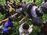 Replay ARTE Journal - Visa pour l'image : Brent Stirton dans le parc des Virunga