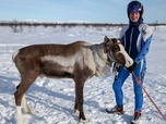 Replay GEO Reportage - Norvège, la princesse des rennes