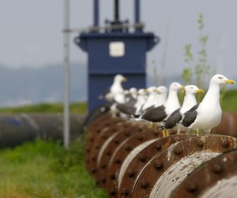 Replay Dans le port de Rotterdam - Les Pays-Bas sauvages