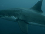 Replay Ocean predators - S1 E3 - Le grand requin blanc