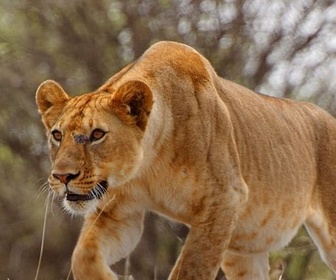 Replay Luttes de pouvoir - Serengeti - La grande cavalcade des animaux (4/6)