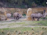 Replay Zoo, le défi de demain - Animaux en danger