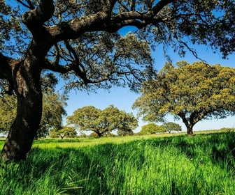 Replay La forêt méditerranéenne