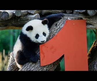 Replay Les pandas jumeaux Leni et Lotti du zoo de Berlin célèbrent leur premier anniversaire