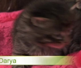 Replay Too cute (Trop mignon) - Burmese chats tigrés et Sibériens