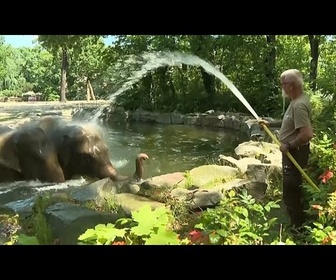 Replay Alors que l'Europe suffoque, les éléphants et les ours du zoo de Berlin se rafraîchissent