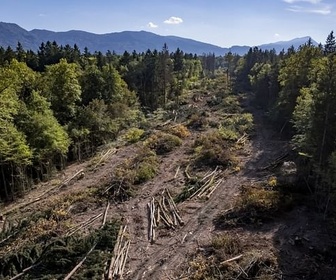 Replay ARTE Journal - La déforestation recule... mais pas assez