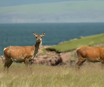 Replay Invitation au voyage - 15/10/2024 - Sur l'île de Rùm, les cerfs écossais sont rois