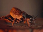 Replay Les insectes, une vie sexuelle foisonnante