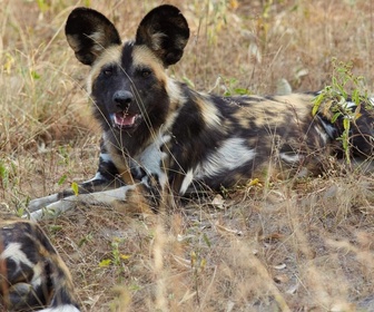 Replay Sur la piste des chiens sauvages d'Afrique - Sous la menace des lions