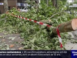 Replay Week-end première - On regarde les déchirures: après les orages, les arbres encore debout doivent être surveillés de près