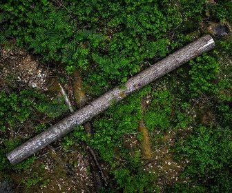 Replay Mégafeux : chronique d'un désastre annoncé - Forêts primaires tropicales : destruction record