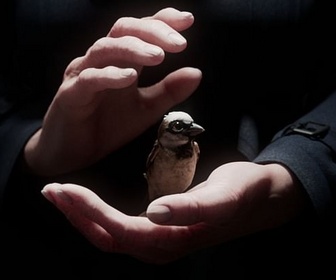 Replay A Sparrow's Song