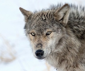 Replay Les loups, sauveurs du parc de Yellowstone