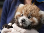 Replay Beauval, au plus près des animaux - S1E3 - Premiers bébés