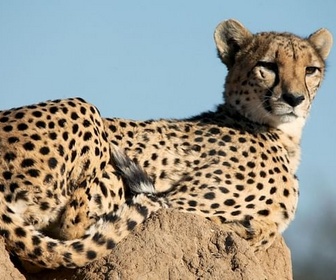 Replay Namibie, l'espoir renait pour les guépards - GEO Reportage