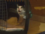 Replay Chiens et chats sans collier - Un collier pour la vie