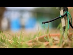 Replay Oliviers irrigués avec des eaux usées traitées : un projet pilote pour lutter contre la sécheresse