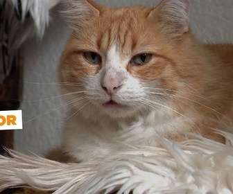 Replay Rémi, un matou rebelle - ARTE Journal Junior de jeudi