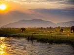 Replay Le Zambèze, fleuve sauvage d'Afrique
