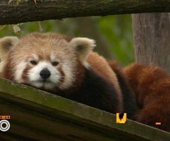 Replay Une saison au zoo - S12 E10