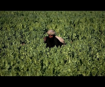 Replay La police détruit des champs de pavot à opium au Pakistan