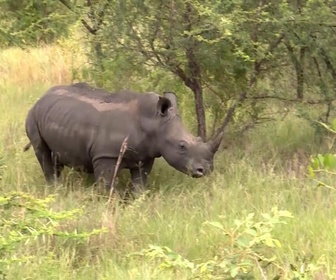 Replay Focus - Technologie de pointe et écornage pour sauver les rhinocéros en Afrique du Sud