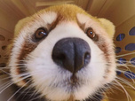 Replay Au cœur du zoo de New York - S3E13 - Soigner Willow