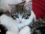 Replay Animaux à adopter