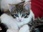 Replay Animaux à adopter