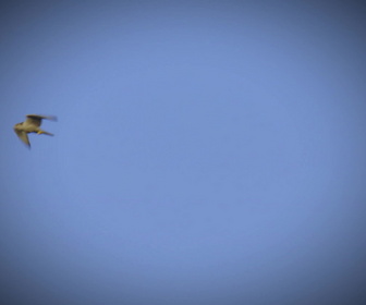 Replay Au coeur du zoo le plus beau du monde - S2E5 - Guépard en fuite