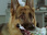 Replay Rex, chien flic