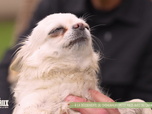 Replay L'hebdo des animaux - S1E19 - Episode 19