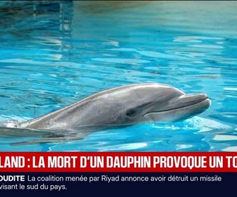 Replay BFM Première - La mort d'un dauphin transféré du Marineland d'Antibes vers l'Espagne provoque la colère des associations
