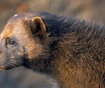 Replay Le glouton - Les animaux sauvages d'Europe